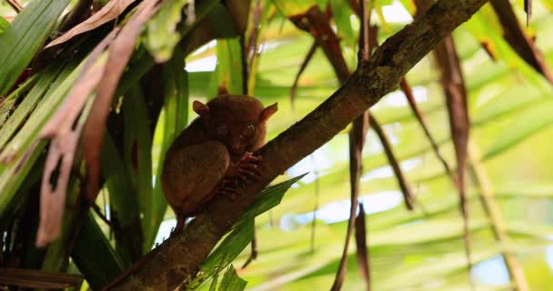 Тарсієр Гілці Дерев Філіппінах Смертна Тварина Самотня Ховаючись Дереві Вид — стокове відео
