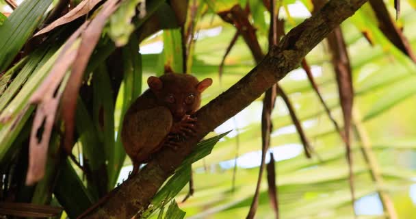 Close Tarsier Tree Branch Philippines Smal Animal Alone Hiding Tree — Stock video