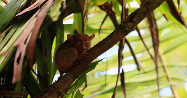 Close Tarsier Tree Branch Philippines Smal Animal Alone Hiding Tree — Stockvideo