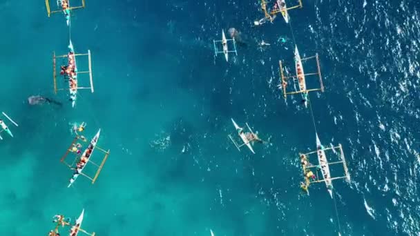 Mensen Snorkelen Buurt Van Walvishaaien Blauwe Oceaan Zijn Buurt Van — Stockvideo