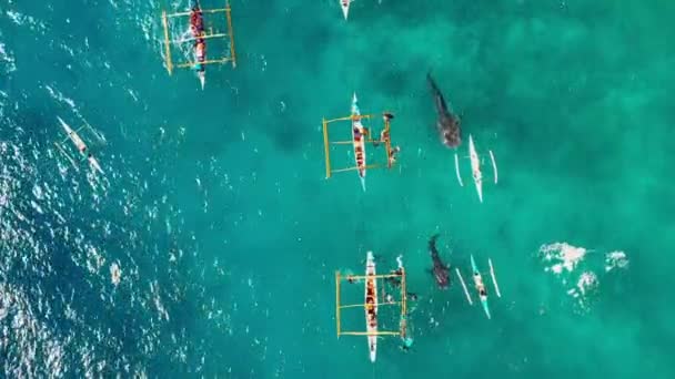 Emberek Bálna Cápák Közelében Merülnek Kék Óceánba Közel Vannak Hajóhoz — Stock videók