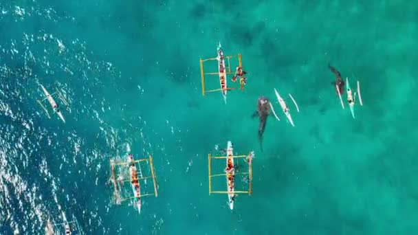 Lidé Potápějí Poblíž Velrybích Žraloků Modrém Oceánu Jsou Blízko Lodi — Stock video