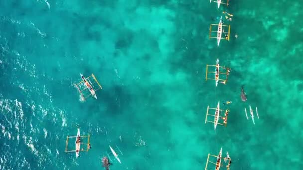 Letecký Pohled Dronem Nad Lidmi Kteří Šnorchlují Poblíž Velrybích Žraloků — Stock video