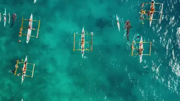 Gente Tuffa Vicino Agli Squali Balena Nell Oceano Blu Sono — Video Stock
