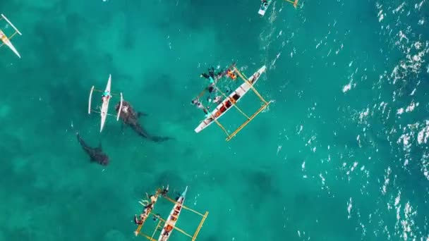 Letecký Pohled Dronem Nad Lidmi Kteří Potápějí Poblíž Velrybích Žraloků — Stock video