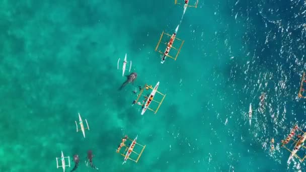 Вид Воздуха Беспилотником Над Людьми Ныряющими Рядом Китовыми Акулами Голубом — стоковое видео