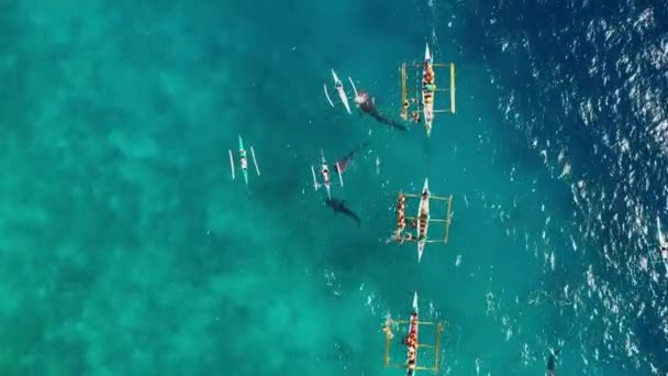 人们在蓝海的鲸鲨附近潜水 它们在靠近大海中央的小船上 与美丽的动物一起浮潜 带着无人驾驶的4K的航空景观 — 图库视频影像
