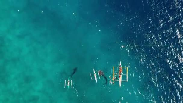 Άνθρωποι Καταδύονται Κοντά Καρχαρίες Φάλαινες Στον Γαλάζιο Ωκεανό Βρίσκονται Κοντά — Αρχείο Βίντεο
