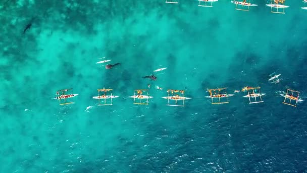 Pessoas Mergulham Perto Tubarões Baleia Oceano Azul Eles Estão Perto — Vídeo de Stock