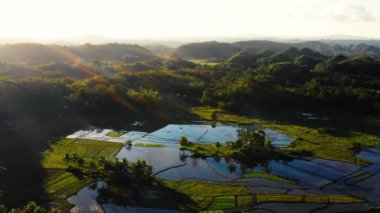 Rice fields in Chocolate Hills of Bohol, Philippines. Beautiful green hills and rice farm all over the horizon, under the sunlight - aerial view with a drone 4K