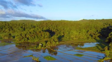 Filipinler, Bohol 'da pirinç tarlası. Ufuk boyunca uzanan güzel yeşil tepeler ve pirinç tarlaları. İHA 4K ile panoramik manzara.