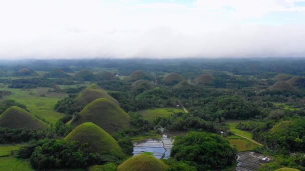 Καλλιέργεια Ρυζιού Στο Chocolate Hills Bohol Φιλιππίνες Όμορφη Καταπράσινους Λόφους — Αρχείο Βίντεο