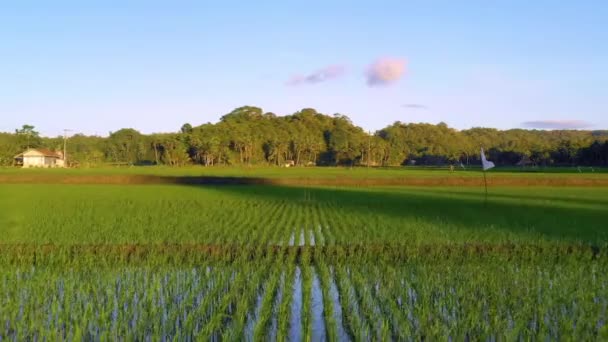 Risfältsjordbruk Bohol Filippinerna Vacker Grön Risfarm Över Hela Horisonten Närbild — Stockvideo