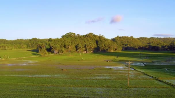 Rizstermesztés Bohol Ban Fülöp Szigeteken Gyönyörű Zöld Rizs Farm Egész — Stock videók