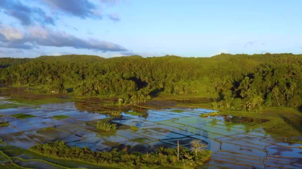 Agricultura Campo Arroz Bohol Filipinas Hermosas Colinas Verdes Granja Arroz — Vídeos de Stock