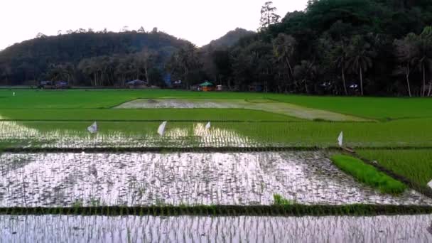 Γεωργία Ορυχείων Στο Bohol Φιλιππίνες Όμορφη Πράσινη Φάρμα Ρυζιού Όλο — Αρχείο Βίντεο