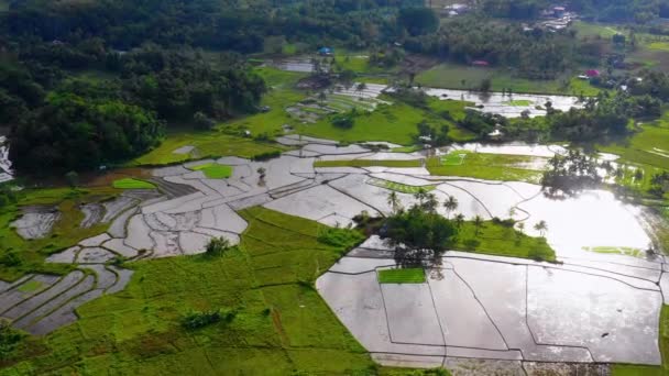 Filipinler Bohol Pirinç Tarlası Ufuk Boyunca Uzanan Güzel Yeşil Pirinç — Stok video