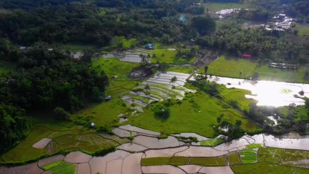 Risfältsjordbruk Bohol Filippinerna Vacker Grön Risfarm Över Hela Horisonten Flygutsikt — Stockvideo