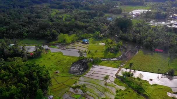 Рисове Сільське Господарство Бохолі Філіппіни Цілому Горизонті Можна Побачити Прекрасну — стокове відео