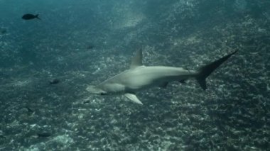 Underwater footage displaying a hammershark in Galapagos.