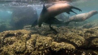 Beautiful footage of a sea lions family swimming above stony corals.
