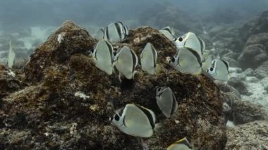 Undersea life in Galapagos showing group barber fish swimming.