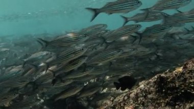 Underwater scenery revealing a gathering of black striped salema.