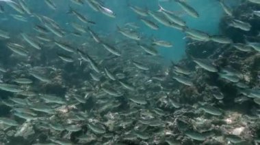Big group of black striped salema in the ocean.
