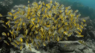 Underwater view of blue striped snapper fish in Galapagos.
