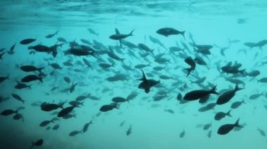 Footage in the pacific displaying a group of fish swimming.