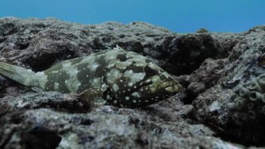 Flag cabrilla laying over rocks at ocean bottom in galapagos.