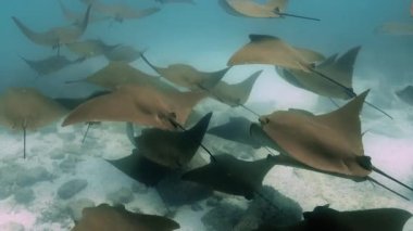 A group of golden ray fish in Galapagos.