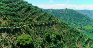 A Colombian landscape consists of a large mount planted with coffee.