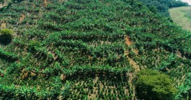 A scenic natural view of coffee plants lined in rows on a mountain.