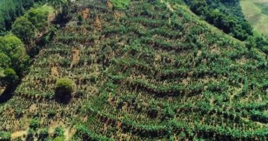 A top view from the sky of a large coffee farm in South America.