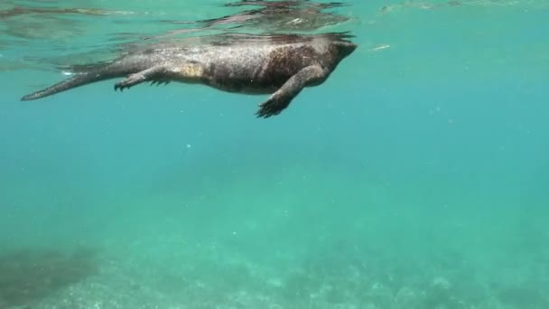 Footage Marine Iguana Swimming Galapagos — Stock Video