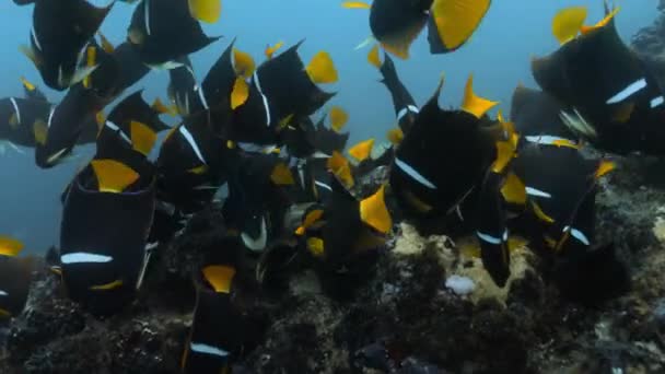 Closeup Underwater View Group King Angelfish Galapagos — Stock Video
