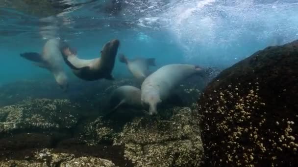 Low Angle Shot Sea Lions Swimming Turquoise Water — Vídeo de Stock