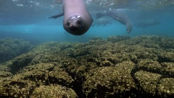 Beautiuful Footage Sea Lions Swimming Underwater — Stock video