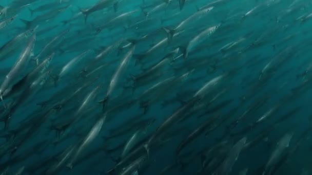 Beautiful Seascape Showing Dense School Barracuda Fish Swimming — ストック動画