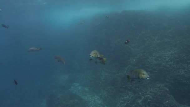 Underwater View Barred Pargo Fish Galapagos — Vídeo de Stock