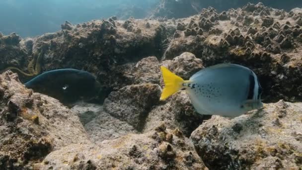 Underwater Shot Galapagos Unesco World Heritage Center — Stockvideo