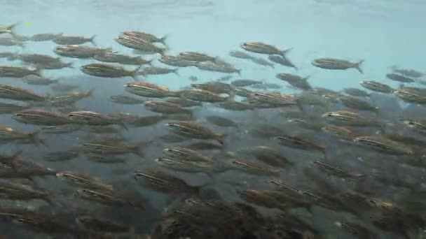 Black Striped Salema Pacific Ocean Galapagos Heritage Site — 图库视频影像