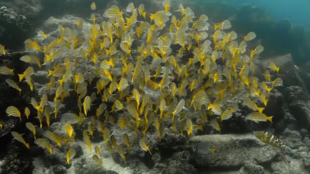 Υποβρύχια Άποψη Του Μπλε Ριγέ Ψάρι Snapper Στα Γκαλαπάγκος — Αρχείο Βίντεο
