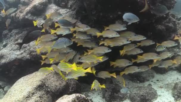 Amazing View Shoal Snapper Fish Floating Pacific Ocean — Stockvideo