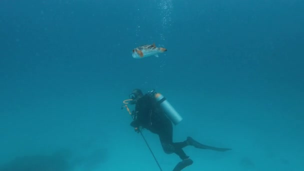 Underwater Shot Diver Exploring Galapagos — Stock Video