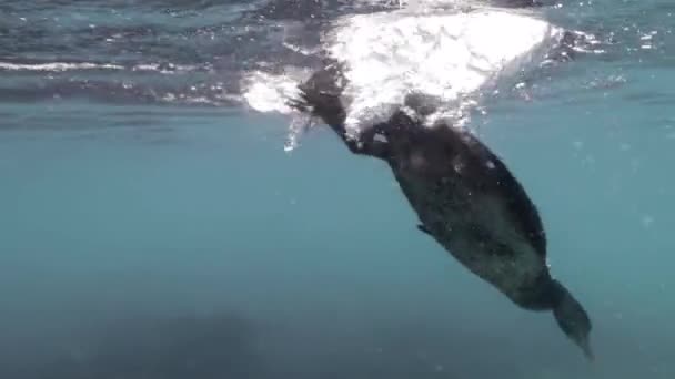 Footage Galapagos Islands Shows Cormorant Diving Underwater — Vídeo de stock