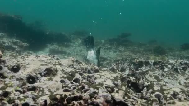 Footage Ocean Showing Cormorant Bird Diving Feeding — Stockvideo