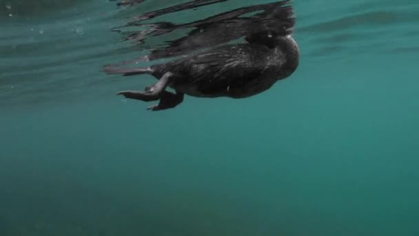Steady Underwater Shot Flightless Cormorant Swimming — Vídeos de Stock