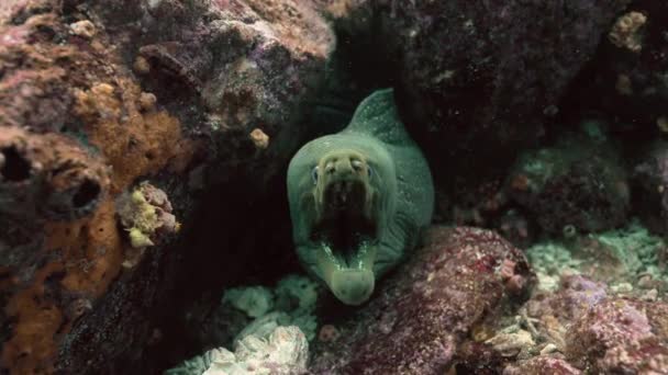 Underwater Footage Showing Marine Life Fine Spotted Moray — Stockvideo